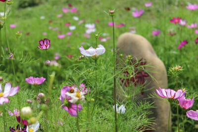 洛桑花开是我家