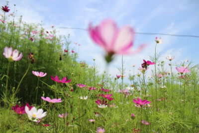 洛桑花开是我家