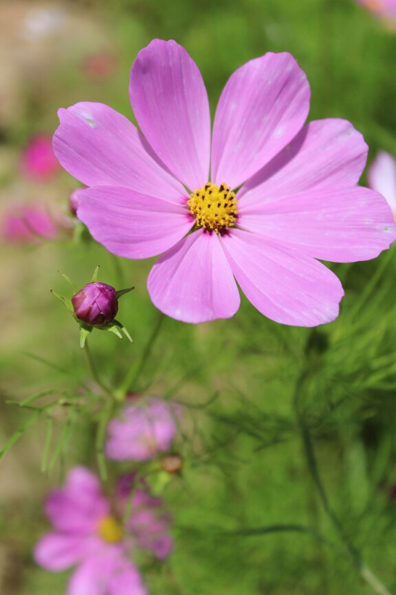 洛桑花开是我家