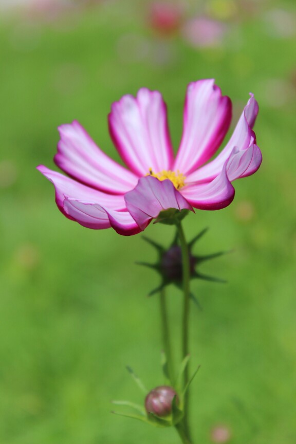 洛桑花开是我家