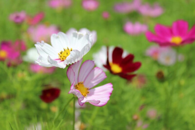 洛桑花开是我家