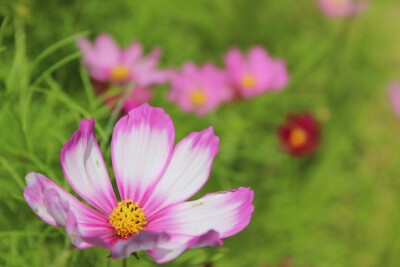 洛桑花开是我家