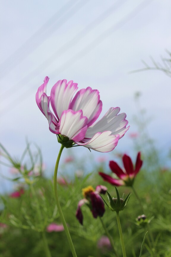 洛桑花开是我家