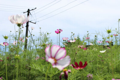 洛桑花开是我家