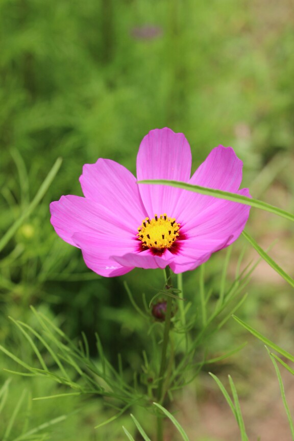 洛桑花开是我家