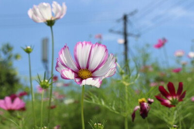 洛桑花开是我家