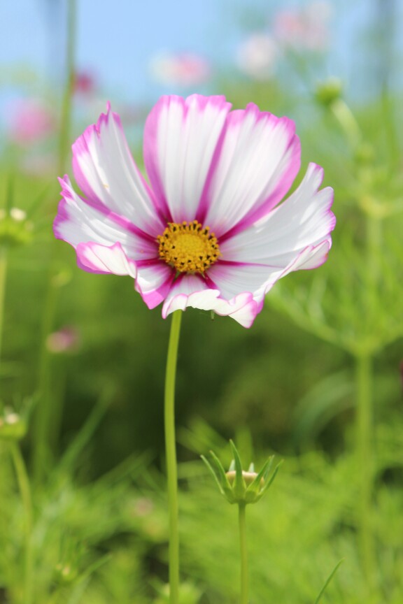 洛桑花开是我家