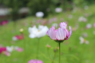 洛桑花开是我家