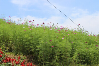 洛桑花开是我家