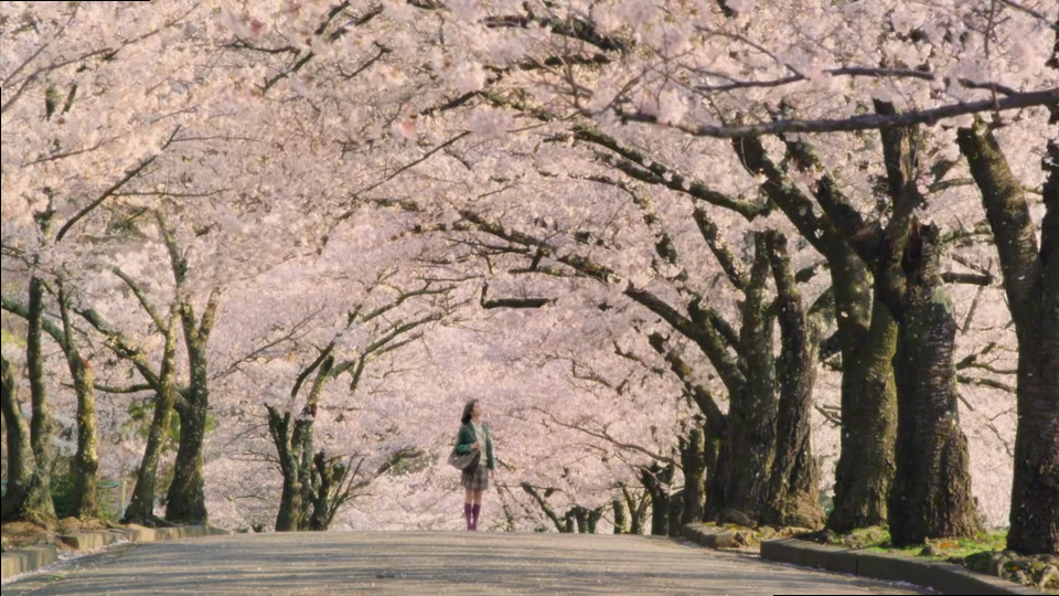 土屋太凤、山崎贤人《orange》2015#樱花#