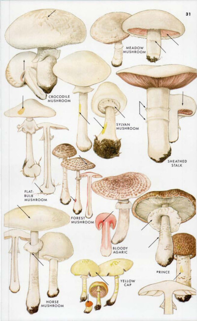 蘑菇图鉴
