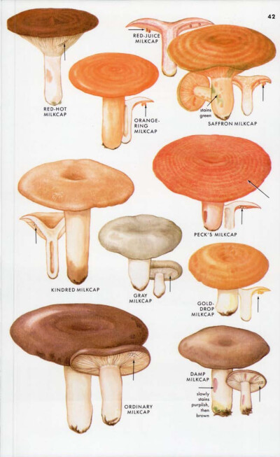 蘑菇图鉴