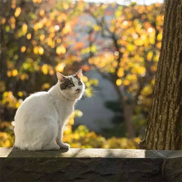 来自日本的摄影师Masayuki Oki是位十足的爱猫达人，但是他并没有把镜头对准自己家的猫咪，而是致力于捕捉日本街道上喵星人的身影。