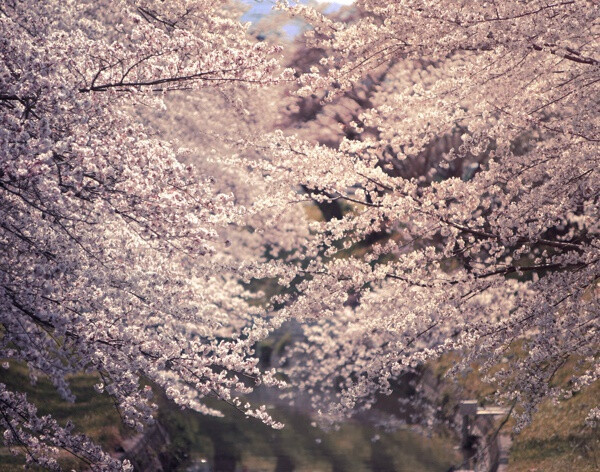 花开经年