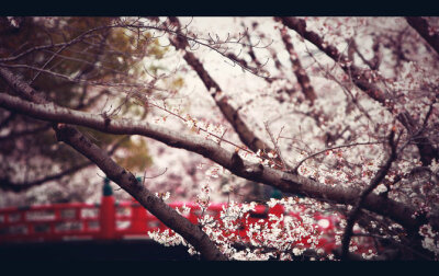 梦醒后，一场花雨醉流年