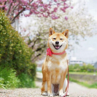 日本一网友家的柴犬Yuri是个爱花的姑娘，经常跟着主人游山玩水到处赏花，还会各种拗造型，这才是游客照的正确打开方式嘛！好幸福的狗生！