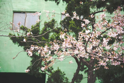 梦醒后，一场花雨醉流年