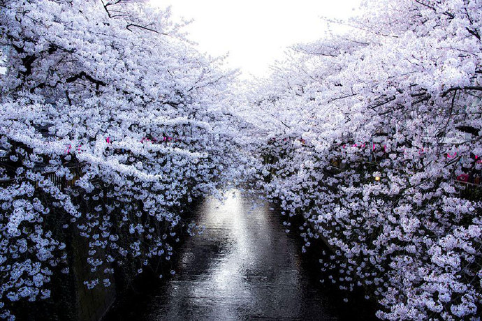 梦醒后，一场花雨醉流年