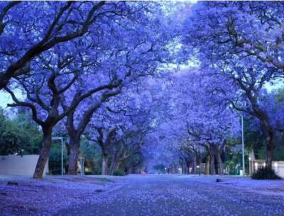 
南非行政首都比勒陀利亚素有“蓝花楹之城”美誉。宽阔的街道两边是挺拔婆娑的蓝花楹，每到春天，街道两边就变成了花的海洋。
