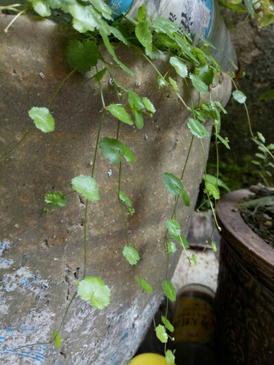 不知名小草