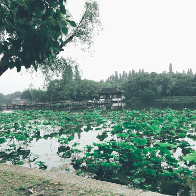 曲院风荷…这边比较幽静，没有什么旅游团过来。一行树，一条溪挡住了北山路上的喧嚣与嘈杂