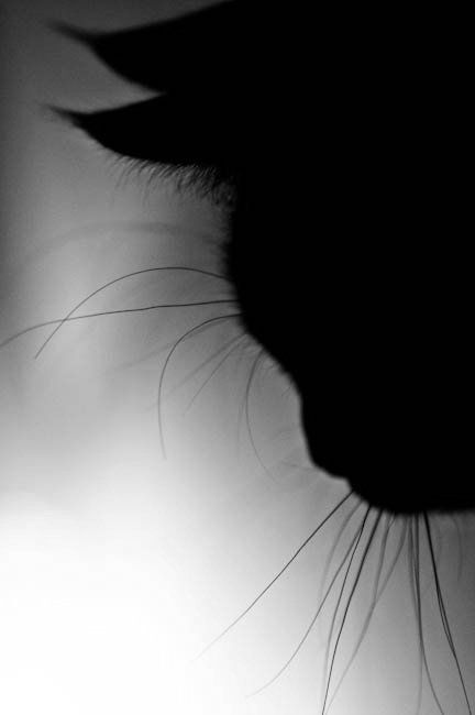 My Little Black Kitty 小黑猫 侧影 不言不语的神秘和忧郁 ? From Pinterest