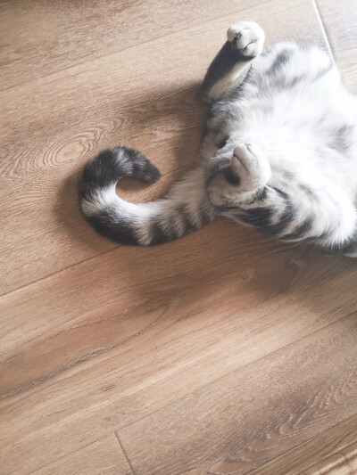 ୧( ⁼̴̶̤̀ω⁼̴̶̤́ )૭