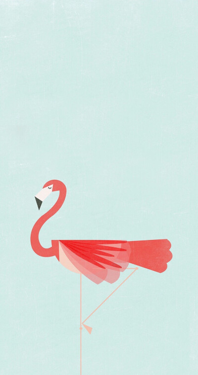 Flamingo 