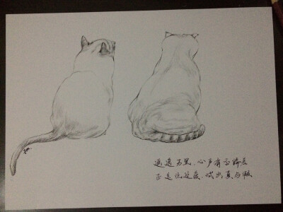 手绘插画猫咪