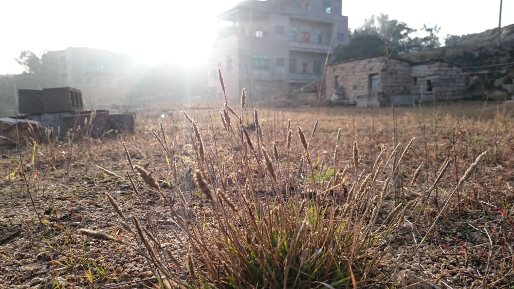 野草