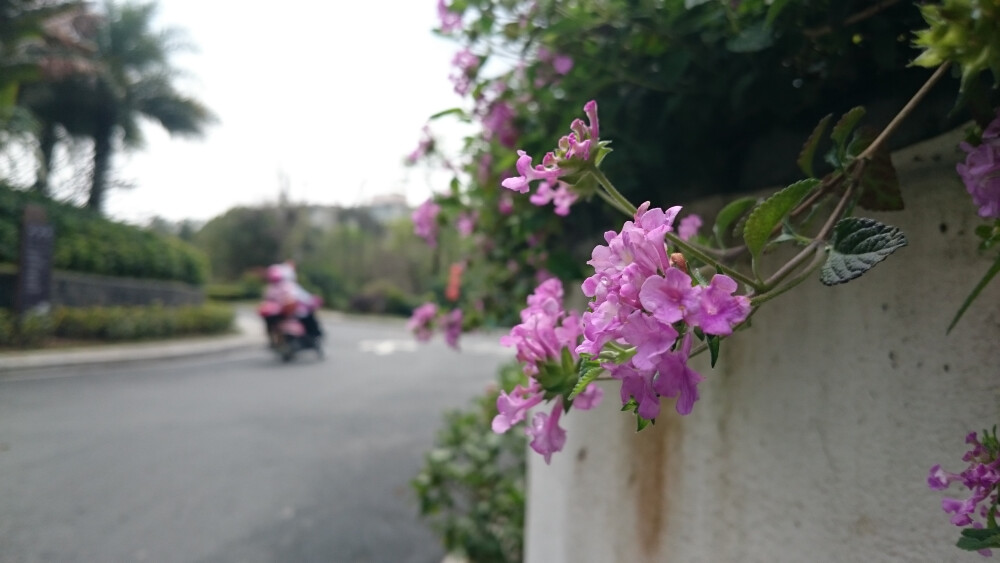 路边花