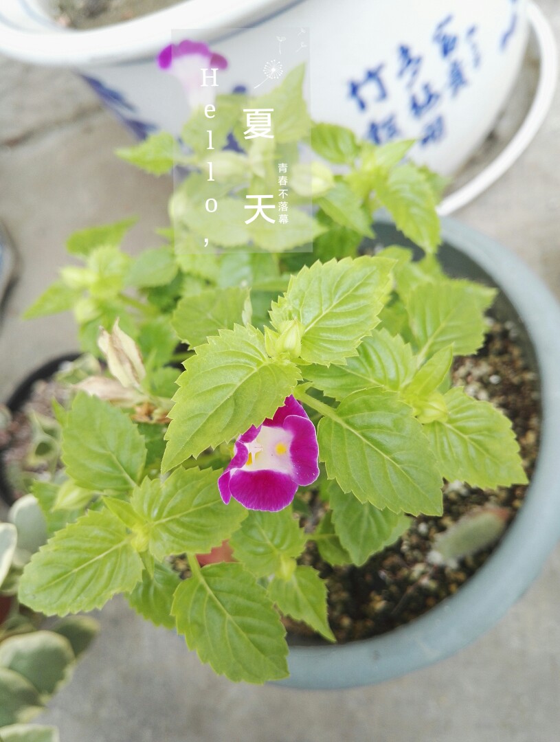 {？？？}某店家送的花，美美哒，就是不知道叫啥/植物/花卉/盆栽