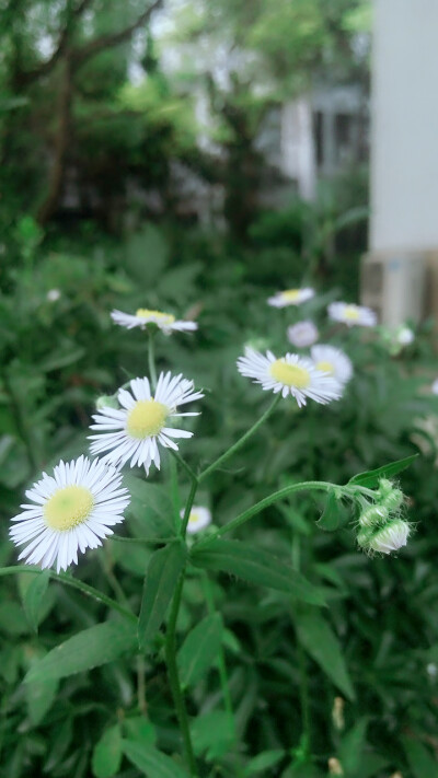 路边的野花