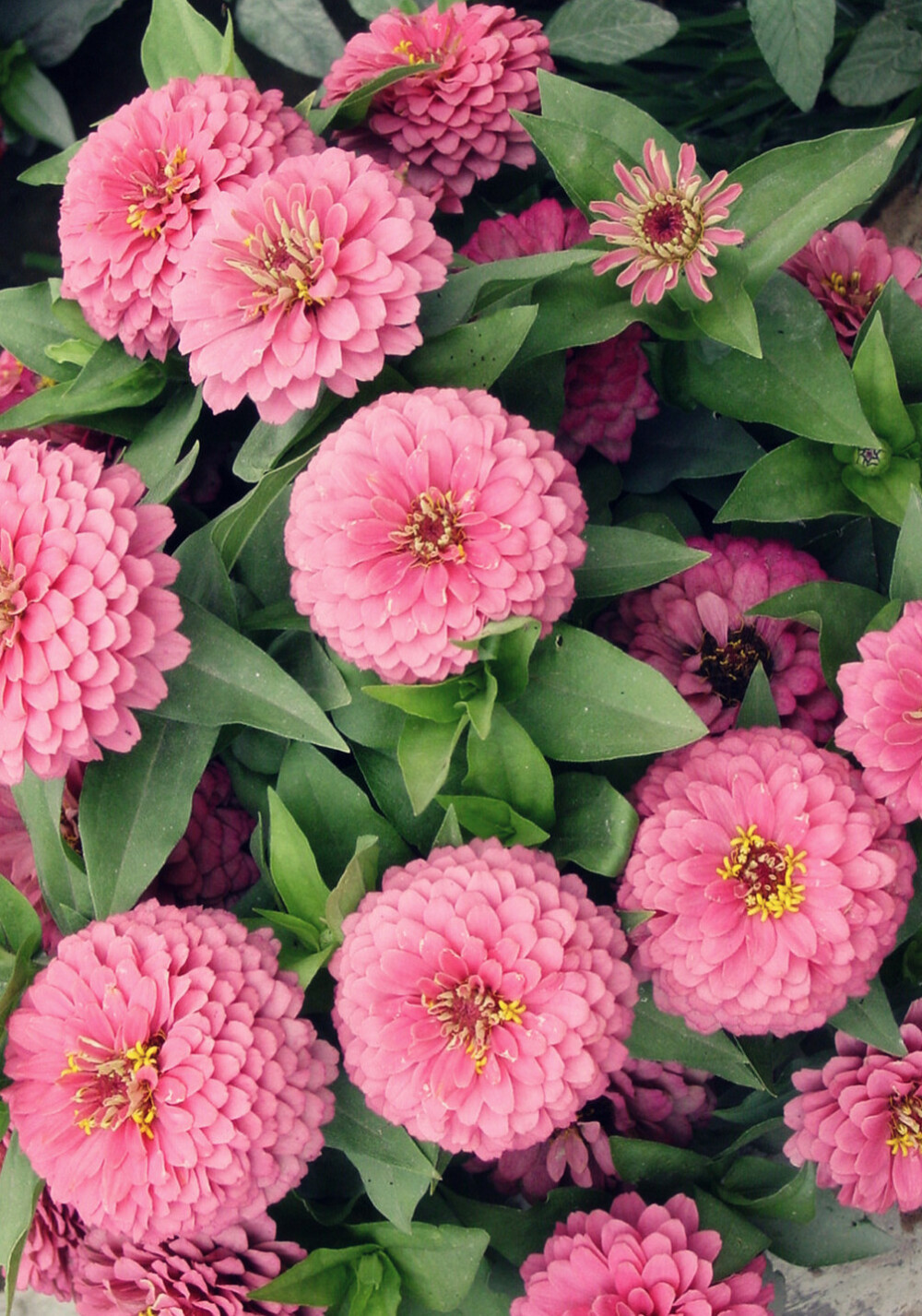 百日菊的颜色图片