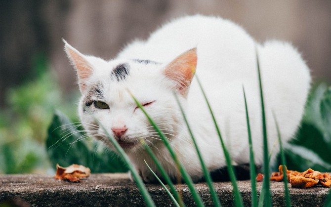 白色动物猫咪图片壁纸
