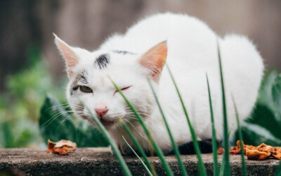 白色动物猫咪图片壁纸