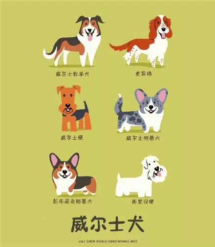 威尔士犬