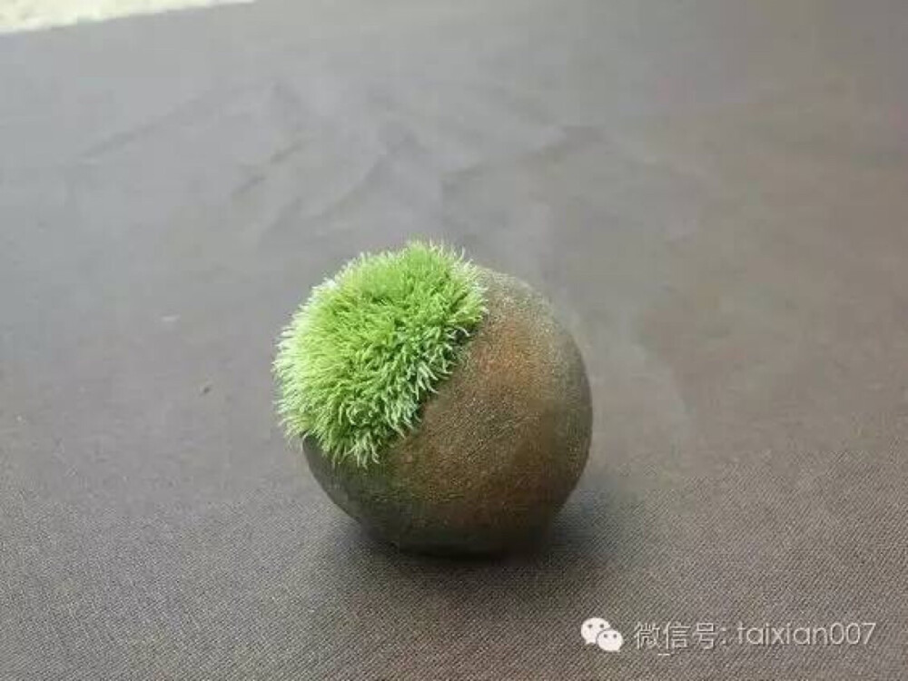 苔藓球