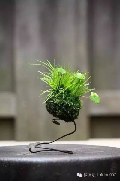 苔藓球