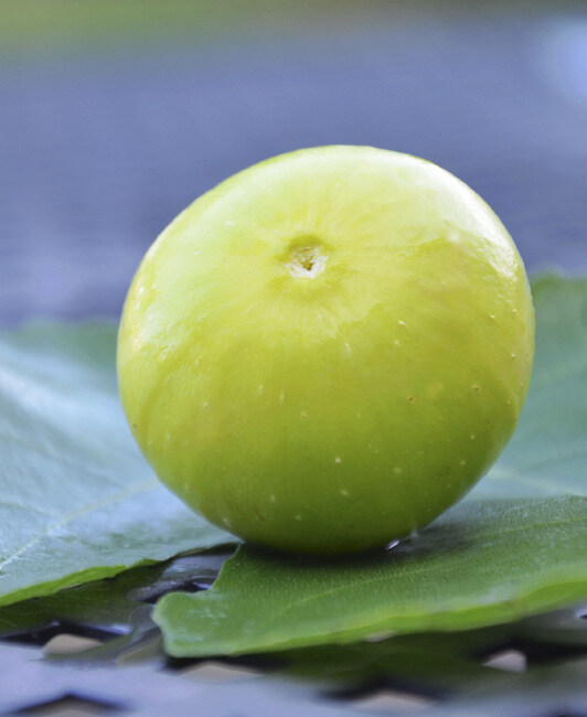 水果 无花果 威海特产 半岛时光