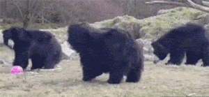 给大黑熊玩气球，估计气球活不过两分钟