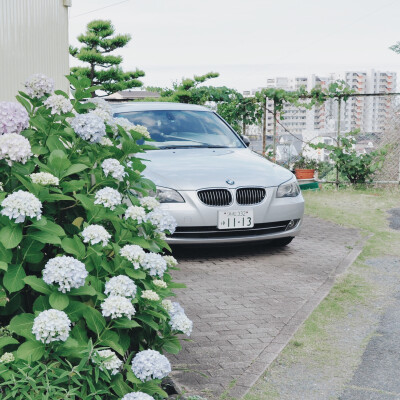 六月、一个属于紫阳花的季节。