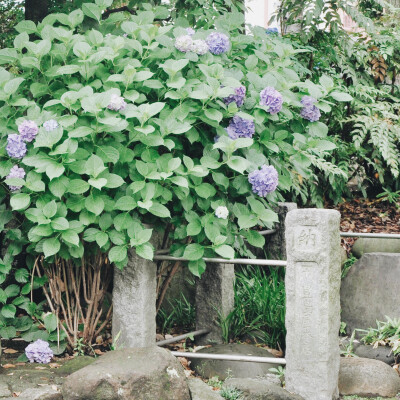 六月、一个属于紫阳花的季节。