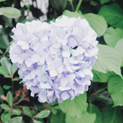 六月、一个属于紫阳花的季节。