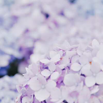 六月、一个属于紫阳花的季节。