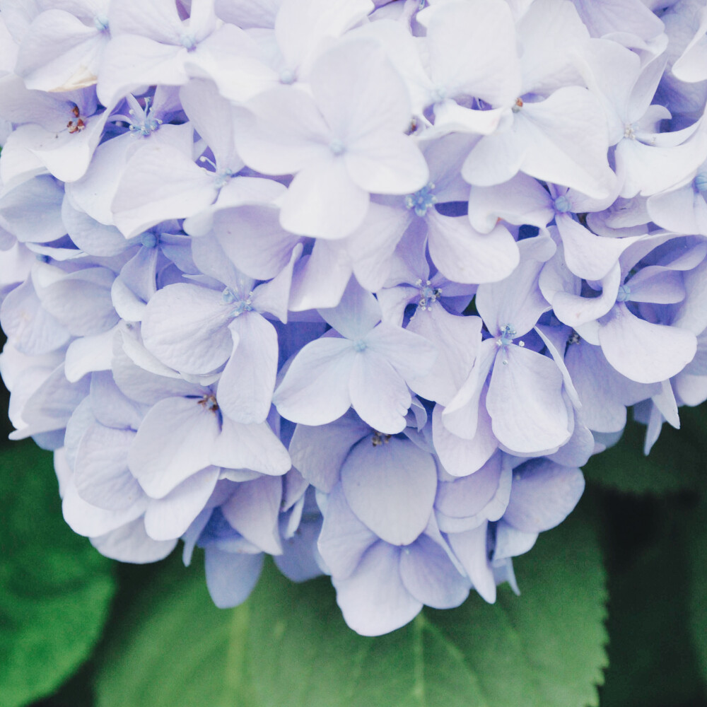 六月、一个属于紫阳花的季节。