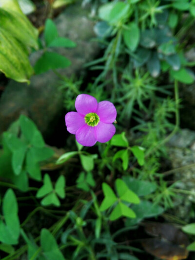 小花花