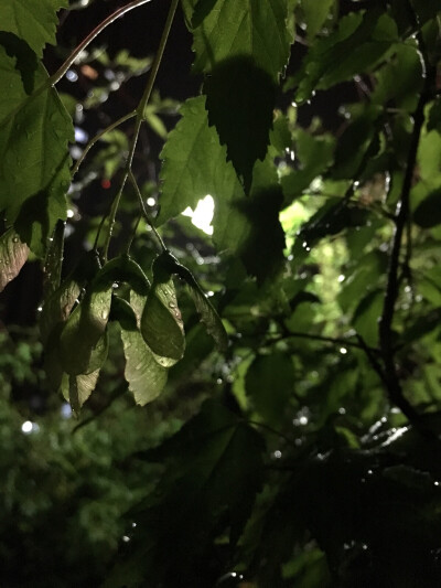 夜阑·听雨｛雪后｝