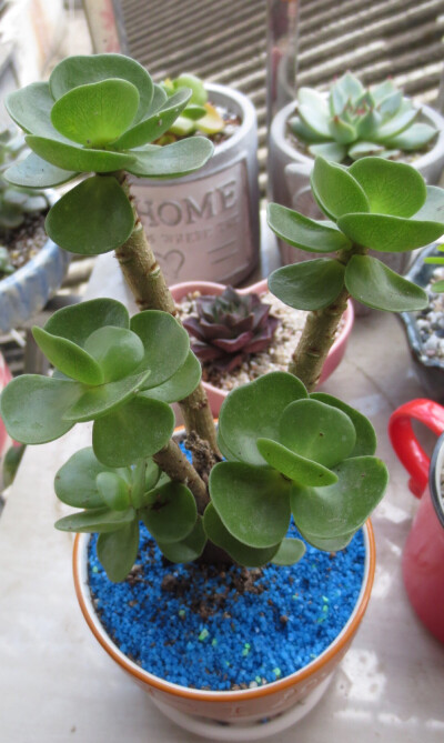 金钱木 摄于6月19日 周末，多肉与我的时光…老公买的，铺面的蓝色沙不好浇水，觉得也不好看...