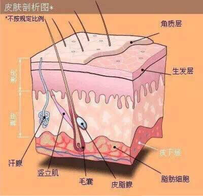 有些客人问 做眉毛前是不是要把自己的眉毛都剃掉[憨笑]❓在这里简单科普一下：1⃣️做半永久眉毛是不需要把眉毛全部剔除的，剃掉的只是眉形之外的杂毛（除非你的眉毛都长在眉形之外[憨笑]）2⃣️做眉毛对毛发生长是…